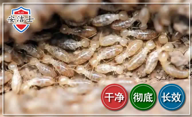 临海白蚁防治