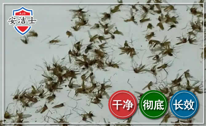 临海苍蝇防治-灭蝇