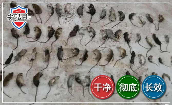 临海鼠害防治-灭鼠