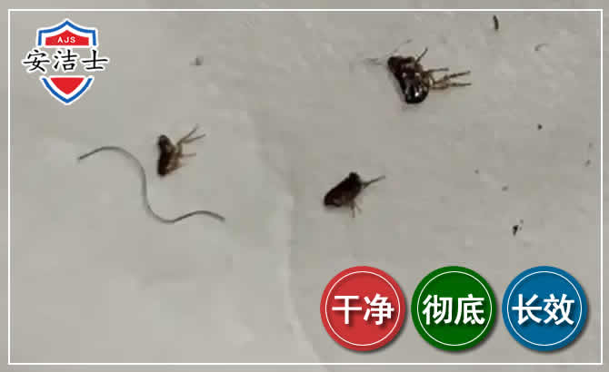 临海跳蚤防治-灭跳蚤