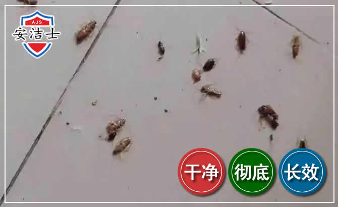临海蟑螂防治-灭蟑螂