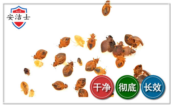 临海臭虫防治-消灭臭虫